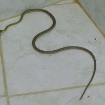 Snake in the bathroom